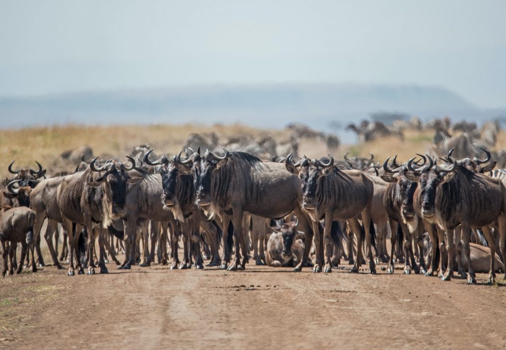 A herd of wildebeest blocks the road in the Mara triangle, Kenya